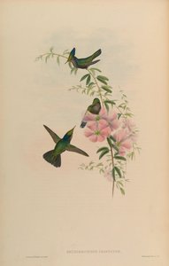 Orthorhynchus cristatus da John Gould